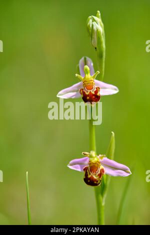 Bienenorchidee, Ophrys apifera, Bienenragwürze Stockfoto