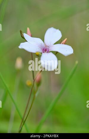 Flachs oder Leinsamen, Linum usitatissimum Stockfoto