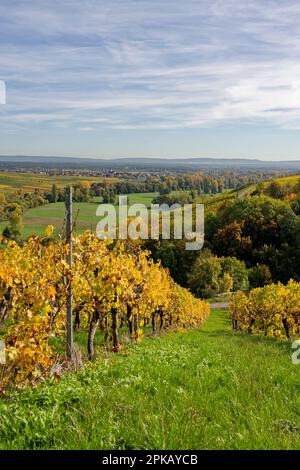 Weinberge auf der Weininsel zwischen Sommerach und Nordheim am Main an der Vokacher Mainschleife, Kreis Kitzingen, Unterfranken, Franken, Bayern, Deutschland Stockfoto