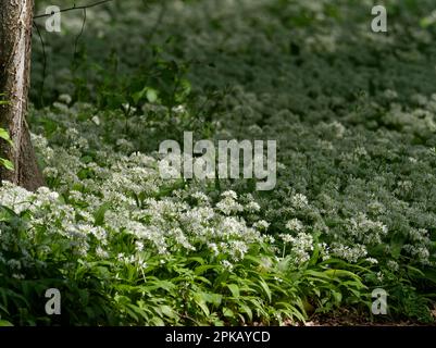 Wilder Knoblauch, Allium ursinum, im Wald der Überschwemmungsgebiete Stockfoto