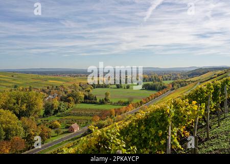 Weinberge auf der Weininsel zwischen Sommerach und Nordheim am Main an der Vokacher Mainschleife, Kreis Kitzingen, Unterfranken, Franken, Bayern, Deutschland Stockfoto