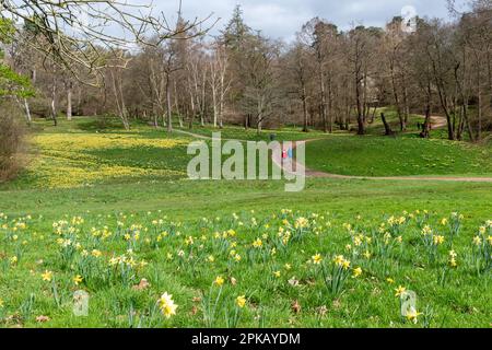 Besucher, die im April einen Frühlingsspaziergang durch die Narzissen in Valley Gardens, Windsor Great Park, Surrey, England, Großbritannien genießen Stockfoto
