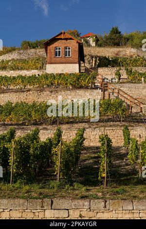 Schweigenberg, ein einzigartiges Weingut in der Nähe von Freyburg/Unstrut, Burgenlandkreis, Sachsen-Anhalt Stockfoto