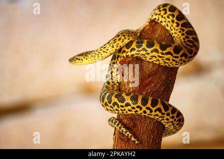 Eine Nahaufnahme einer Paraguayanischen Anakonda auf einem Baumstamm. Eunectes notaeus. Stockfoto