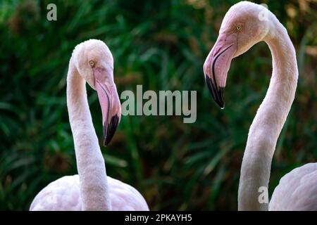 Ein paar größere Flamingos vor einem grünen, verschwommenen Hintergrund. Stockfoto
