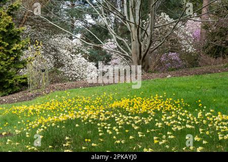 Gelbe Basketball-Petticoat-Narzissen, Narcissus-Bulbocodium-Blumen und blühende Sträucher in Valley Gardens, Teil des Windsor Great Park, England, Großbritannien Stockfoto