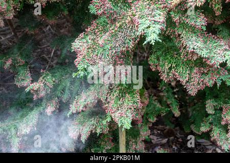 Pollenwolke aus kleinen roten männlichen Zapfen auf dem Chamaecyparis lawsoniana "Little Spire" Nadelbaum, Windbestäubung Stockfoto