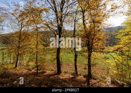 Naturschutzgebiet Niederes Schöndra-Tal zwischen der Gemeinde Heiligkreuz und Gräfendorf im Biosphärenreservat Rhön und im Naturpark Spessart, Niederfrankien, Franken, Bayern, Deutschland. Stockfoto