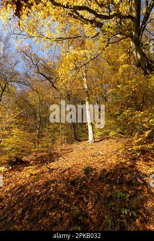 Naturschutzgebiet Niederes Schöndra-Tal zwischen der Gemeinde Heiligkreuz und Gräfendorf im Biosphärenreservat Rhön und im Naturpark Spessart, Niederfrankien, Franken, Bayern, Deutschland. Stockfoto