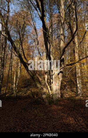 Naturschutzgebiet Niederes Schöndra-Tal zwischen der Gemeinde Heiligkreuz und Gräfendorf im Biosphärenreservat Rhön und im Naturpark Spessart, Niederfrankien, Franken, Bayern, Deutschland. Stockfoto