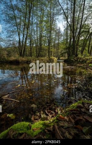 Die Schondra im Naturschutzgebiet Niederes Schöndra-Tal zwischen der Gemeinde Heiligkreuz und Gräfendorf, im Biosphärenreservat Rhön und im Naturpark Spessart, Niederfrankien, Franken, Bayern, Deutschland Stockfoto