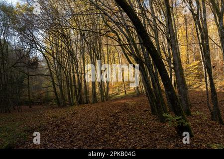 Naturschutzgebiet Niederes Schöndra-Tal zwischen der Gemeinde Heiligkreuz und Gräfendorf im Biosphärenreservat Rhön und im Naturpark Spessart, Niederfrankien, Franken, Bayern, Deutschland. Stockfoto