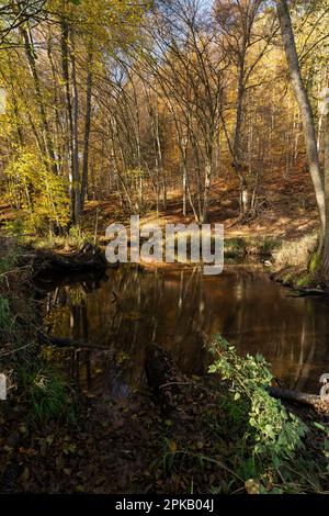 Die Schondra im Naturschutzgebiet Niederes Schöndra-Tal zwischen der Gemeinde Heiligkreuz und Gräfendorf, im Biosphärenreservat Rhön und im Naturpark Spessart, Niederfrankien, Franken, Bayern, Deutschland Stockfoto