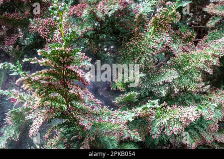 Pollenwolke aus kleinen roten männlichen Zapfen auf dem Chamaecyparis lawsoniana "Little Spire" Nadelbaum, Windbestäubung Stockfoto