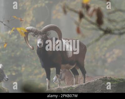 Europäischer Mouflon-Ramm, Ovis gmelini Musimon Stockfoto