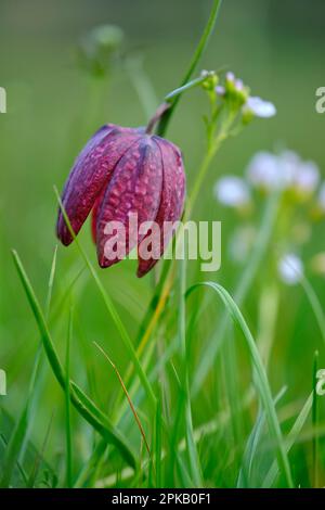 Fritillary, auch karierte Narzissen, Fritillaria meleagris. Stockfoto