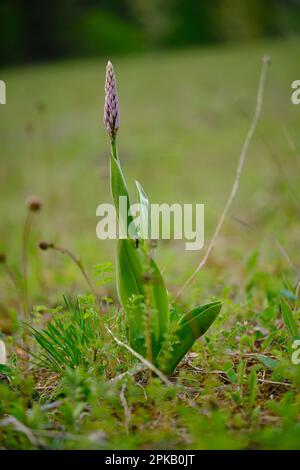 Militärische Orchidee, Orchis militaris Stockfoto