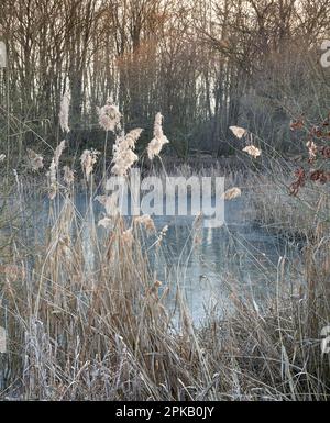 Winter Sonnenuntergang am See Stockfoto