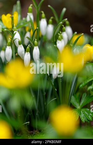 Vorboten von Frühling, Winterakonit und kleinen Schneeglöckchen, Galanthus nivalis Stockfoto