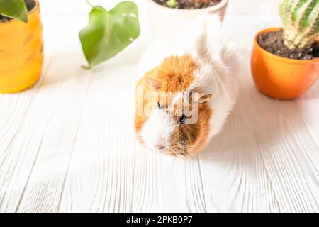 Kakteen auf dem Tisch. Meerschweinchen auf einem weißen Tisch in der Sonne zu Hause an einem sonnigen Tag Stockfoto