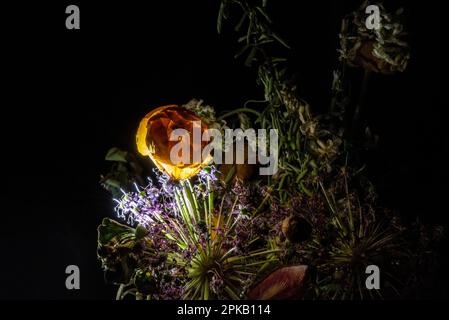 Ein verwelkter Blumenstrauß, der im Dunkeln erleuchtet ist Stockfoto