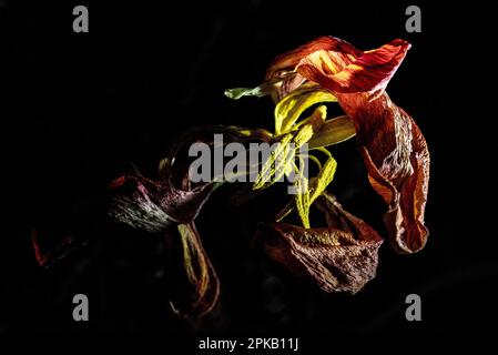 Ein verwelkter Blumenstrauß mit einer beleuchteten Lilie im Dunkeln Stockfoto