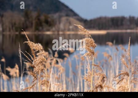 Szenische Reflexion der Vegetation am Schliersee in Bayern, Deutschland Stockfoto