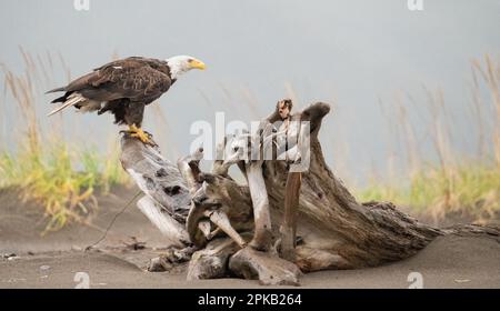 Wunderschöner majestätischer Weißkopfseeadler hoch oben auf einem großen, driftenden Holzstumpf am Strand, umgeben von Strandgras und Sand, und beobachten die Aktivitäten um ihn herum. Stockfoto