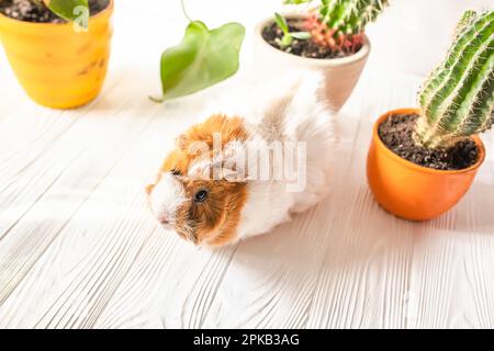 Kakteen auf dem Tisch. Meerschweinchen auf einem weißen Tisch in der Sonne zu Hause an einem sonnigen Tag Stockfoto