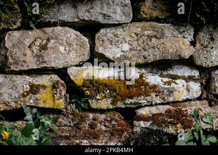 Weinschnecke an der Wand Stockfoto