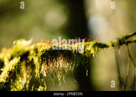 Wandern Sie im Silberbach-Tal am Horn Bad Meinberg Stockfoto