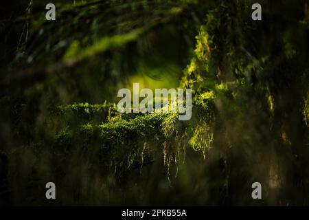 Wandern Sie im Silberbach-Tal am Horn Bad Meinberg Stockfoto