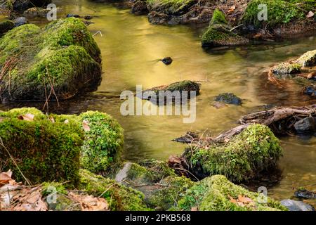 Wandern Sie im Silberbach-Tal am Horn Bad Meinberg Stockfoto