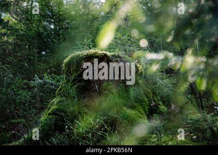 Wandern Sie im Silberbach-Tal am Horn Bad Meinberg Stockfoto