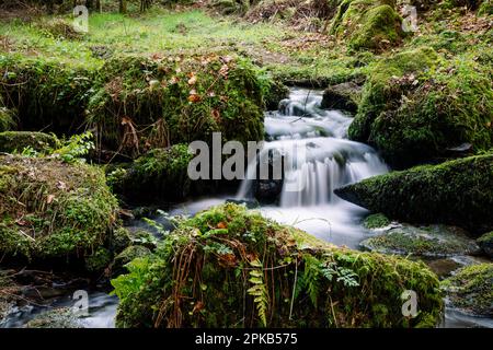 Wandern Sie im Silberbach-Tal am Horn Bad Meinberg Stockfoto