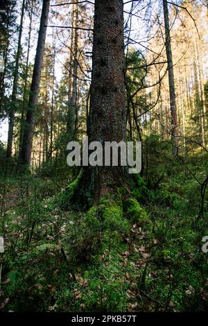 Wandern Sie im Silberbach-Tal am Horn Bad Meinberg Stockfoto