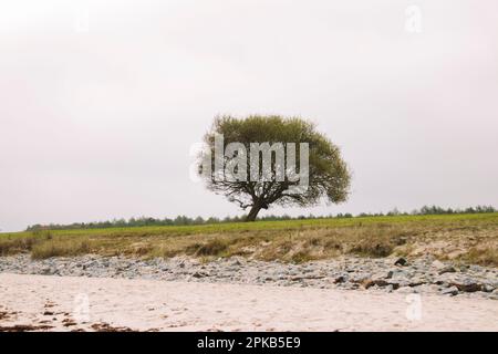 Schlei bei Maasholm und Kappeln Stockfoto