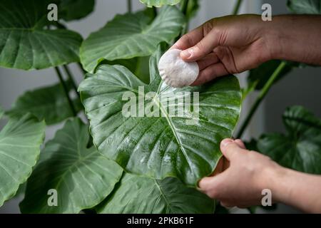 Männerhände wischen Staub von Pflanzenblättern ab, pflegen Hauspflanze Alocasia mit nassem Wattepad Stockfoto