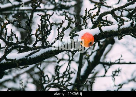 Winterapfel auf einem Baum mit Schnee Stockfoto