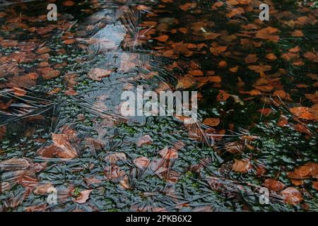 Furlbach Valley im Dezember mit Haarreis Stockfoto