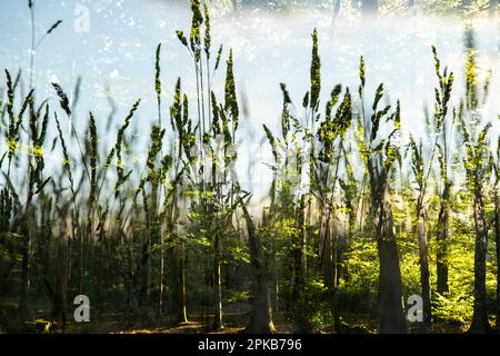 Doppelbelichtung im Sommerwald, Gras und Sonnenuntergang Stockfoto