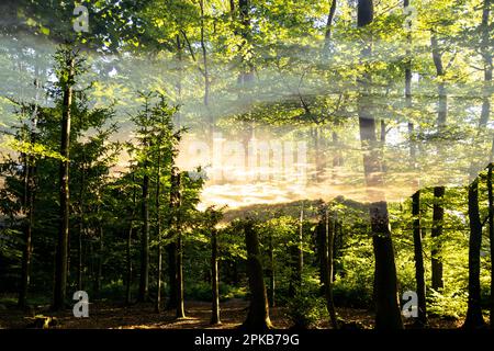 Doppelbelichtung im Sommerwald, Gras und Sonnenuntergang Stockfoto