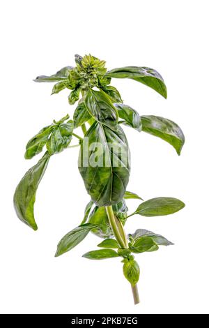 Römischer Basilikum (ocimum basillcum)-Ast im Profil auf weißem Hintergrund. Stockfoto