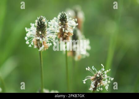 Blütenpflanzen aus Bändchenplantain Stockfoto