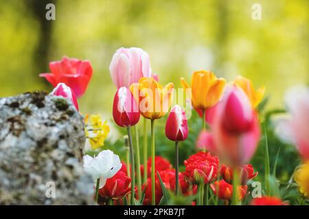 Bunte Tulpen, Nahaufnahme Stockfoto