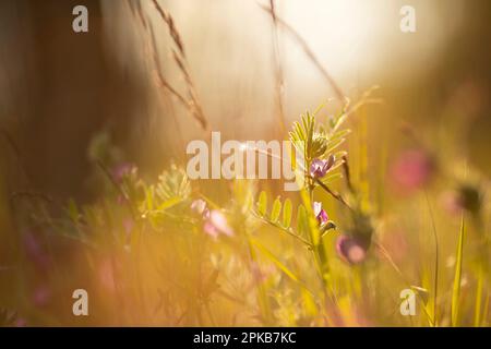 Vicia sativa, Futterwicke im Sonnenlicht, Stockfoto