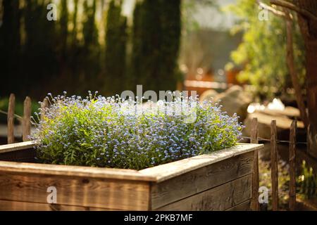 Vergessen-mich-Nonts in einem erhöhten Bett Stockfoto