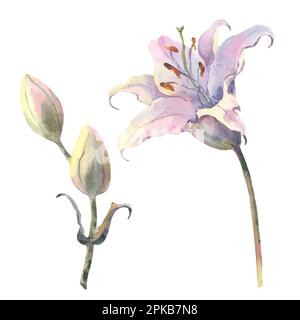 Zarte weiße Lilien. Aquarelle Abbildung, Blumenset auf weißem Hintergrund. Designelement für Sammelalben, Einladungen, Grußkarten, Bücher Stockfoto
