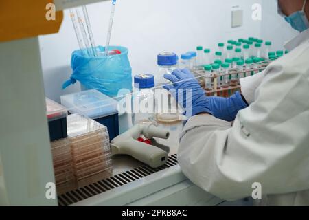 Untersuchungen über chronische bakterielle Infektionen innerhalb von Inserm. Student, der an bakteriologischen Infektionen arbeitet. Stockfoto