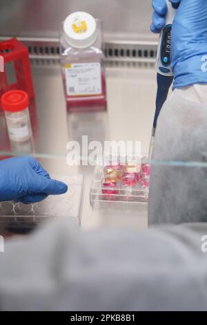 Untersuchungen über chronische bakterielle Infektionen innerhalb von Inserm. PhD-Student, der an Brucellose-Bakterien arbeitet. Stockfoto